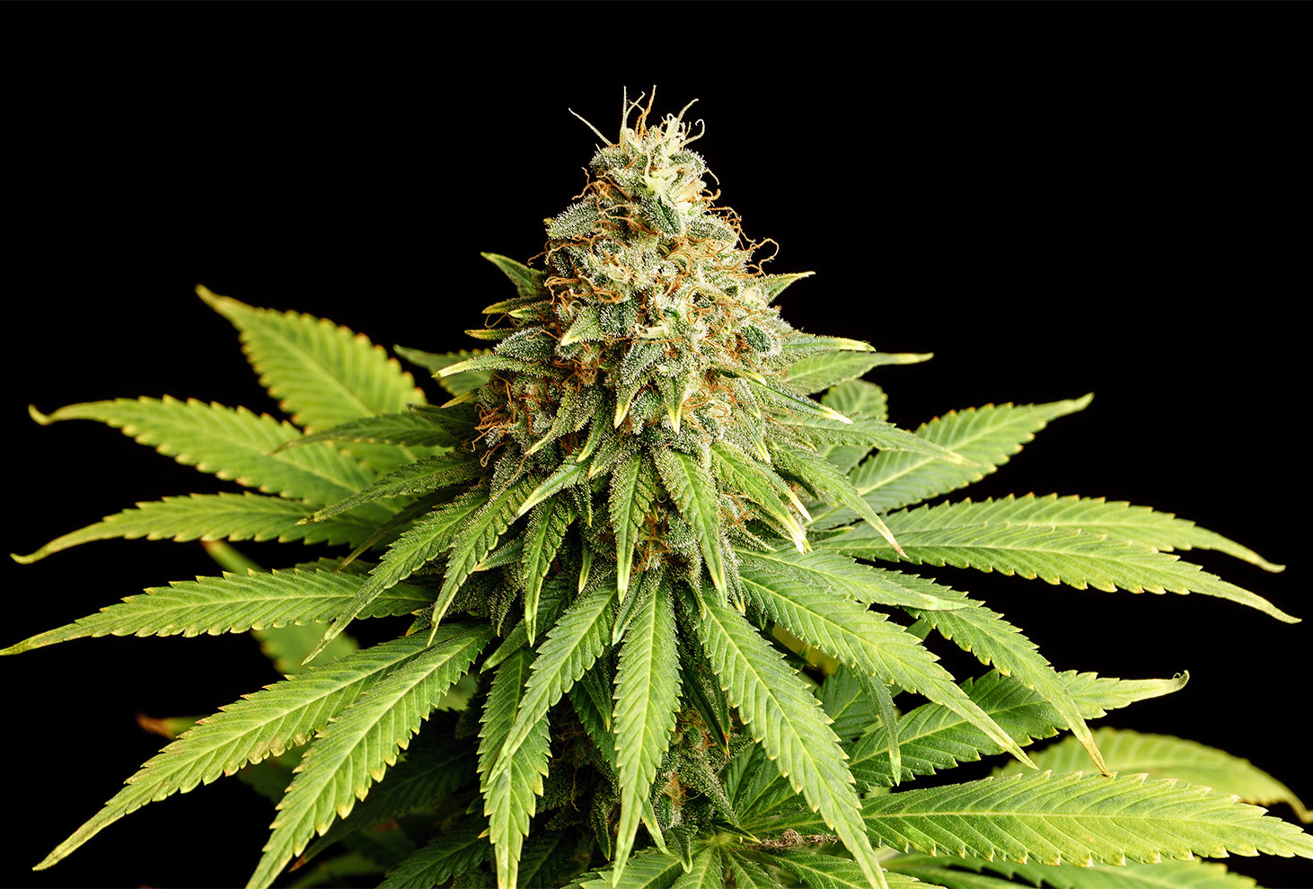 HELLFIRE OG - Kannabia - WWW.SEEDS-BANK.CZ JIHLAVA